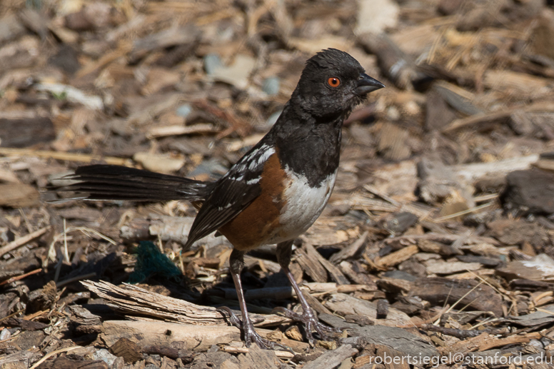 Spotted towhee